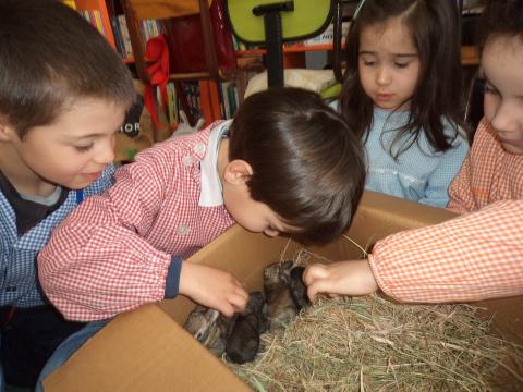 Primeiro contacto com os coelhinhos nascidos a 4 de Março.Já têm pelo, olhos abertos e deixaram o ninho.